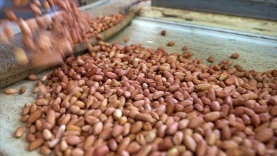 Araştırma, 4 ila 6 aydan 5 yaşına kadar yer fıstığı