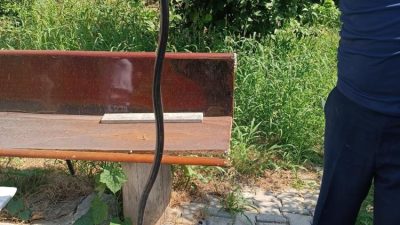 Hatay’ın Arsuz ilçesine bağlı Karaağaç Mahallesi’nde bir evde yılanın görülmesi,