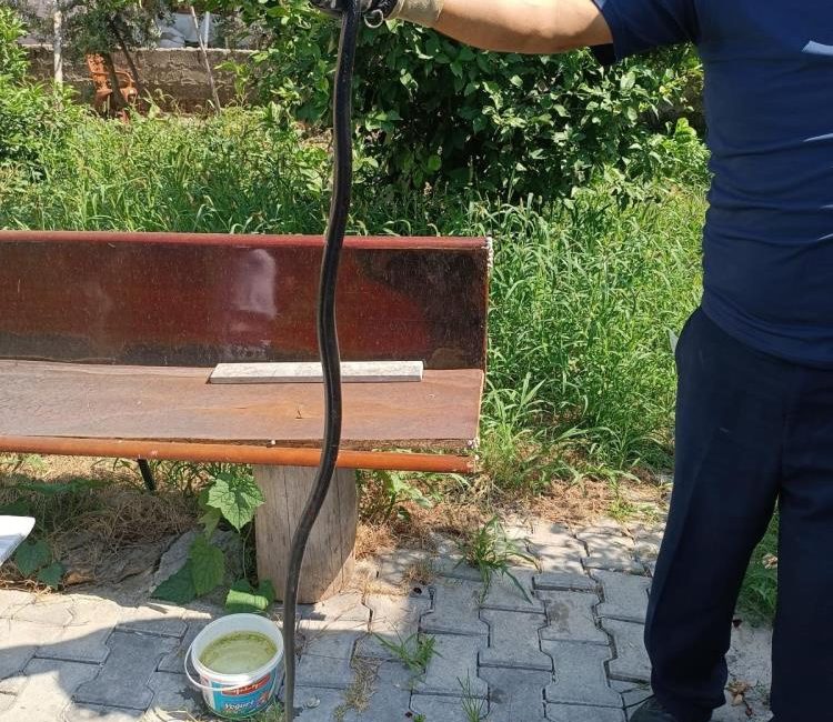 Hatay’ın Arsuz ilçesine bağlı Karaağaç Mahallesi’nde bir evde yılanın görülmesi,