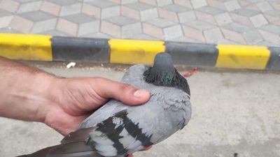 İskenderun’da ayağı bağlı halde bir pencereye asılı kalan bir kuş,