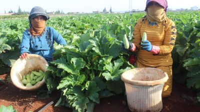 Asrın felaketinin yaralarının sarıldığı Hatay’ın bereketli topraklarında başlayan kabak hasadıyla