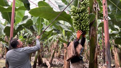 Depremin yaralarının sarıldığı Hatay’ın Arsuz ilçesinin verimli topraklarında serada yetiştirilen