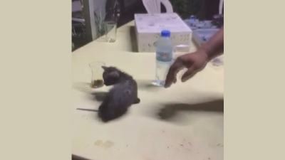 Hatay’ın Payas ilçesinde su borusunda sıkışan yavru kediyi, itfaiye ekipleri