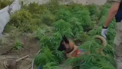 Hatay’ın Yayladağı ilçesinde kamuya ait araziye kenevir eken şahsın kimliği