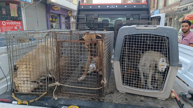 Hatay’ın Samandağ ilçesinde, sahipsiz