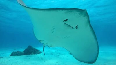 İskenderun Teknik Üniversitesi öncülüğünde, Samandağ kıyılarında koruma çalışmaları hız kazanıyor