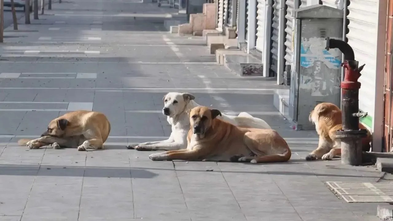 Uyutma düzenlemesinde geri adım 