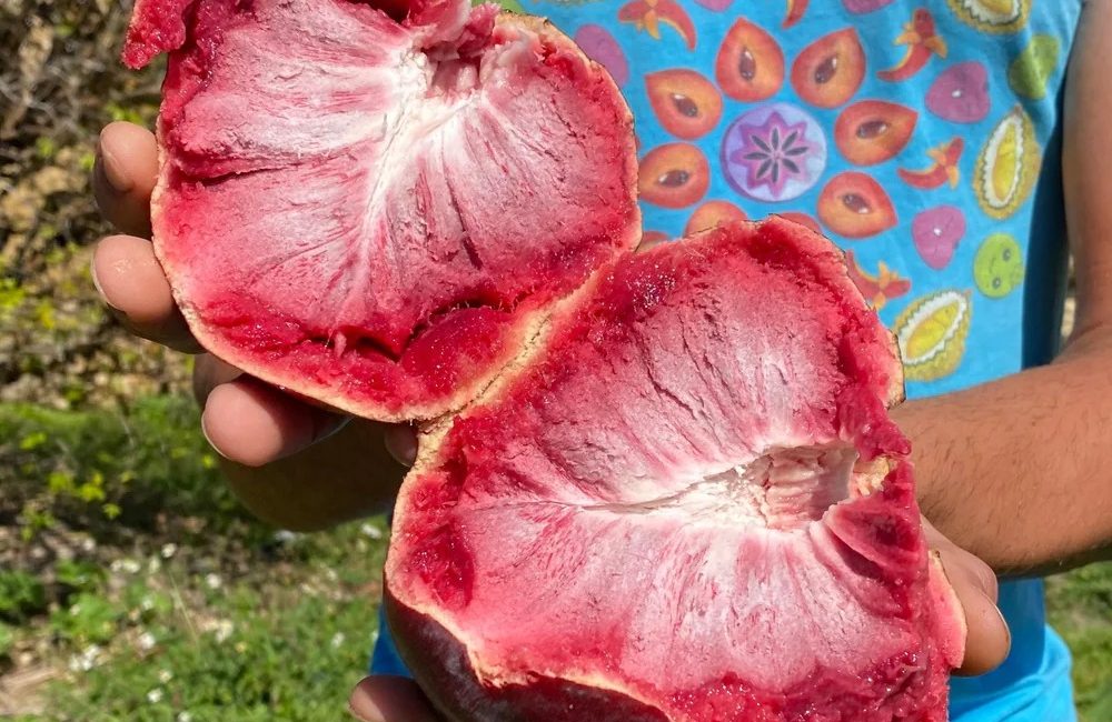 Custard Apple, Türkçe adıyla