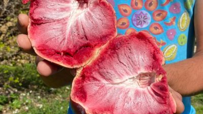 Custard Apple, Türkçe adıyla Muhallebi Elması, dünyanın en lezzetli meyvelerinden