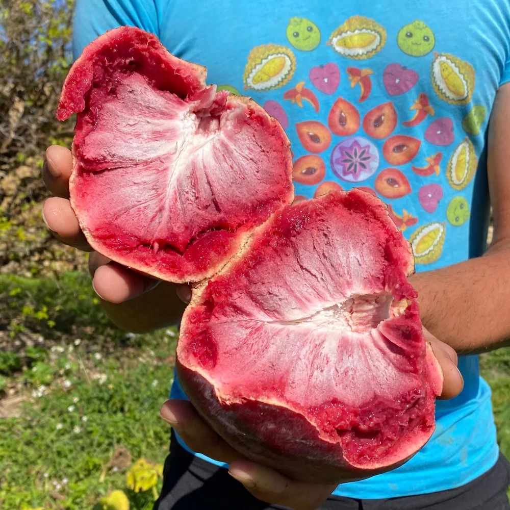 Dünyanın En Lezzetli Meyvesi: Custard Apple