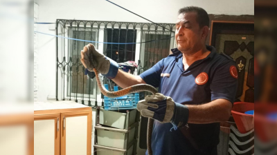Hatay’ın Payas ilçesinde Karacamii Mahallesi’nde bir evde yılan görüldü. Durumu