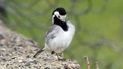 Sınır hattı ve askeri bölge olmasından dolayı insan hareketliliğinin yaşanmadığı