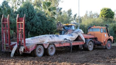 
Hatay'ın İskenderun ilçesinde 8 yıl önce kıyıya vuran 12 metre