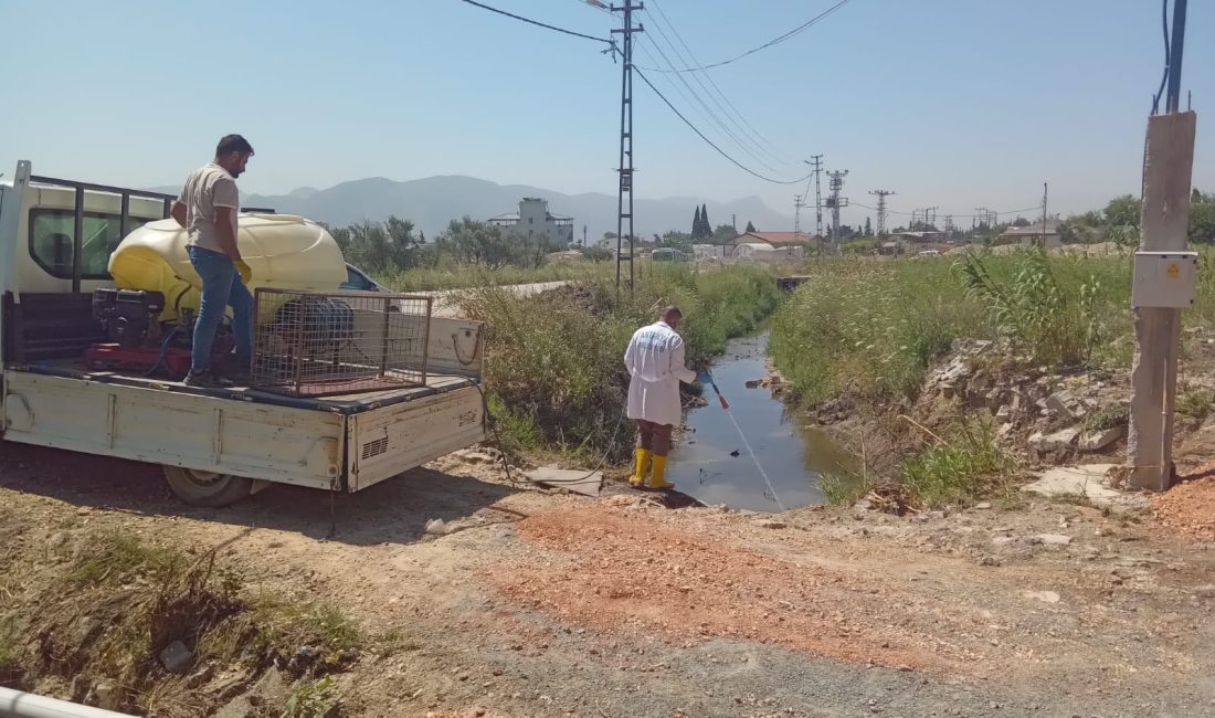 Antakya Belediyesi, larva üreme