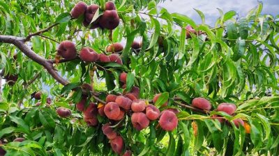 Hatay’ın bereketli Amik Ovası’nda, 40 dereceyi bulan aşırı sıcaklara rağmen