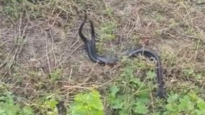 Hatay’ın Erzin ilçesinde portakal bahçesine giren karayılanların çiftleşme dansı vatandaşın