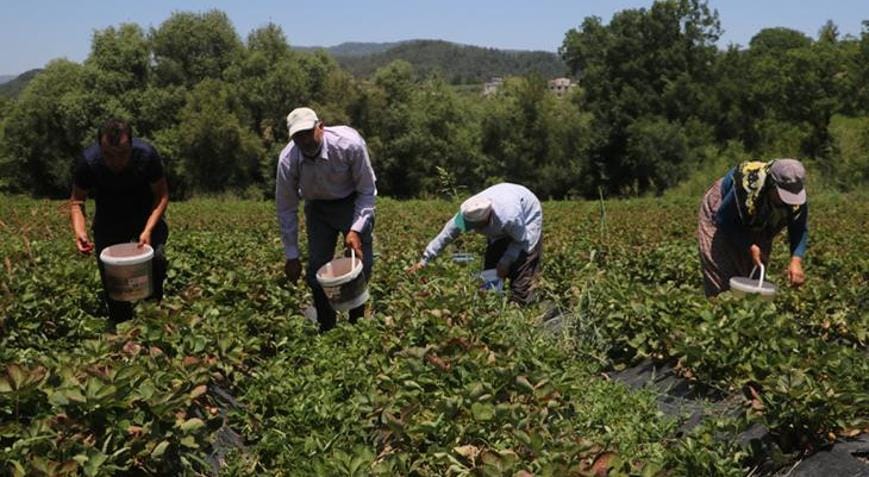 Hatay’ın Yayladağı ilçesinde çilek