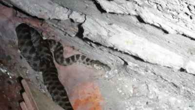 Hatay’ın Samandağ ilçesi Meydan Mahallesi’nde bir vatandaşın evine giren yılana,