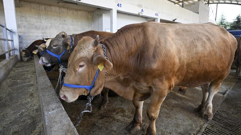 Umuma açık kurban kesimine para cezası uygulanacak