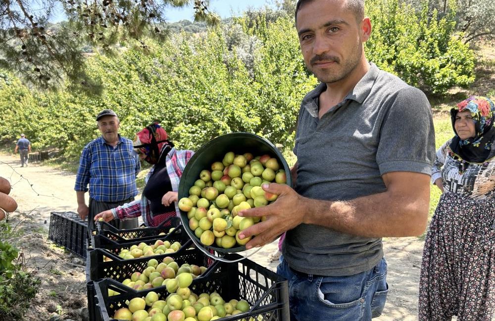 Asrın felaketinin yaralarının sarıldığı Hatay’ın bereketli topraklarında başlayan kayısı hasadıyla