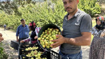 Asrın felaketinin yaralarının sarıldığı Hatay’ın bereketli topraklarında başlayan kayısı hasadıyla