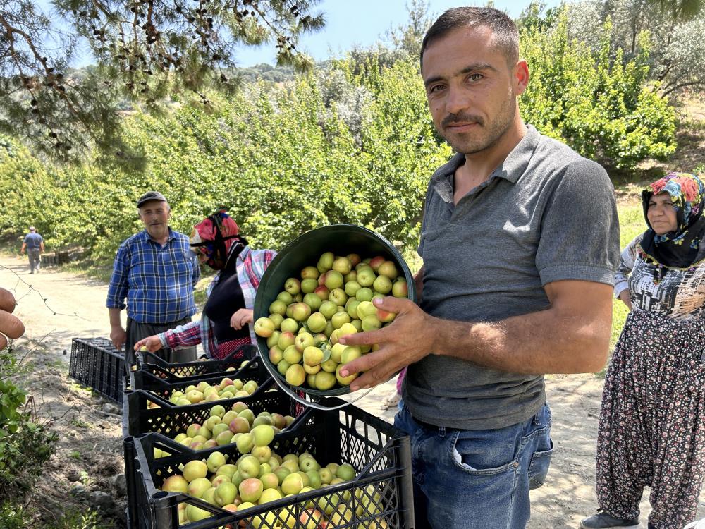 Hatay’da Kayısı Hasadı Başladı