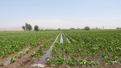 DSİ Genel Müdürü M. Akif Balta, Hatay’da bu yıl içinde