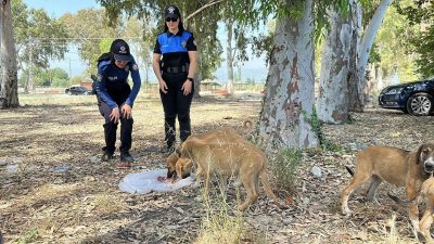 Hatay’ın Dörtyol ilçesinde, polis ekipleri ve gönüllü gençler, sokak hayvanlarını