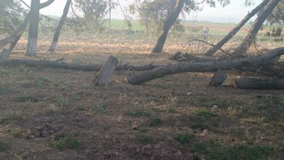 Hatay’ın Kumlu ilçesinde bulunan 344. Parsel 34.554.14 metrekarelik sit alanında