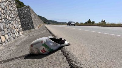 Hatay’ın Arsuz ilçesinde meydana gelen olayda telef olan bir buzağı,