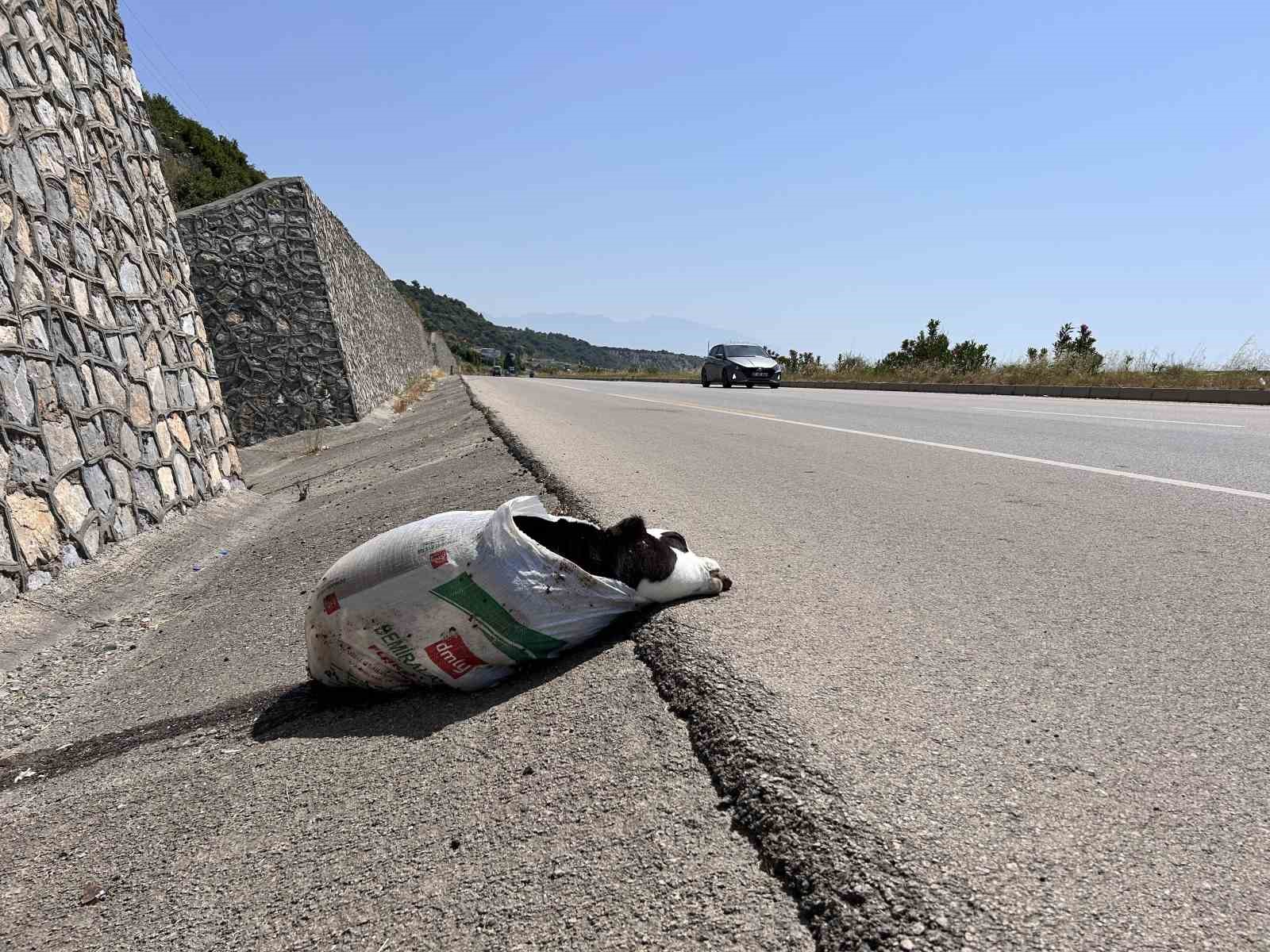 Yol kenarına atılan çuvaldan buzağı çıktı