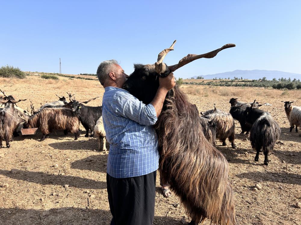 Hayvan pazarında neşeli anlar: öpücük atan kurbanlıklar