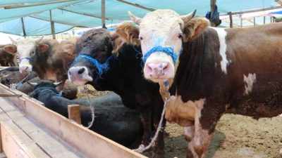 Tarım ve Orman Bakanlığı’na bağlı Et ve Süt Kurumu (ESK),