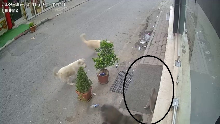 Sokak köpeği sokak kedisini öldürdü