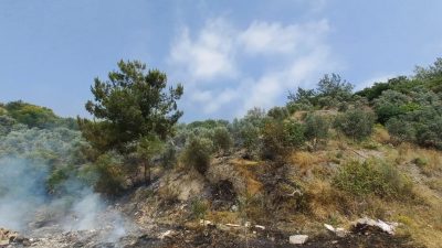 Hatay’ın Dörtyol ilçesinde Kuzuculu Mahallesi’nde otluk ve ağaçlık alanda meydana