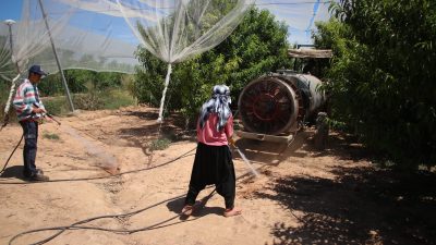 İl Tarım ve Orman Müdürü Mehmet Nuri Kökçüoğlu "Özellikle ihracatta