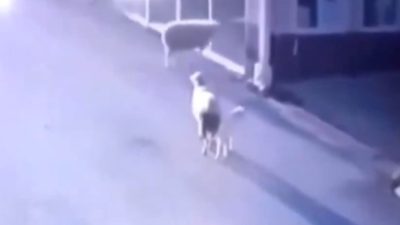 Malatya’da gerçekleşen bir olay, görenleri hem şaşkına çevirdi hem de