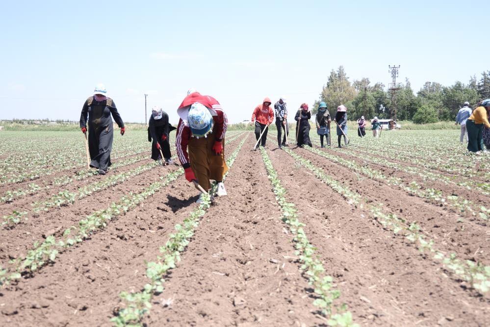 Amik Ovası’nda Pamuk Üretimi Devam Ediyor