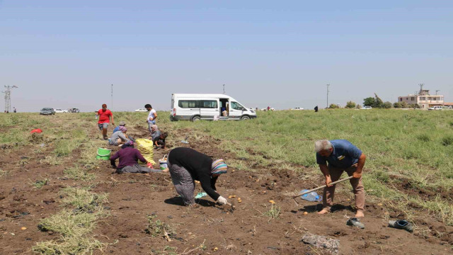 350 dönüm patates hayrına dağıtıldı