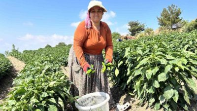 Hava sıcaklığının 40 derecenin üzerine çıktığı Hatay’da hasadına başlanan ve