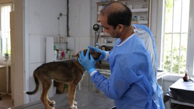 Hatay Büyükşehir Belediyesi (HBB), Sahipsiz Hayvan Bakım ve Rehabilitasyon Merkezi’nde