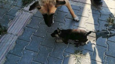 Hatay’ın Samandağ ilçesi Atatürk Mahallesi Yeşil Sokak’ta kanalizasyon rögarına düşen