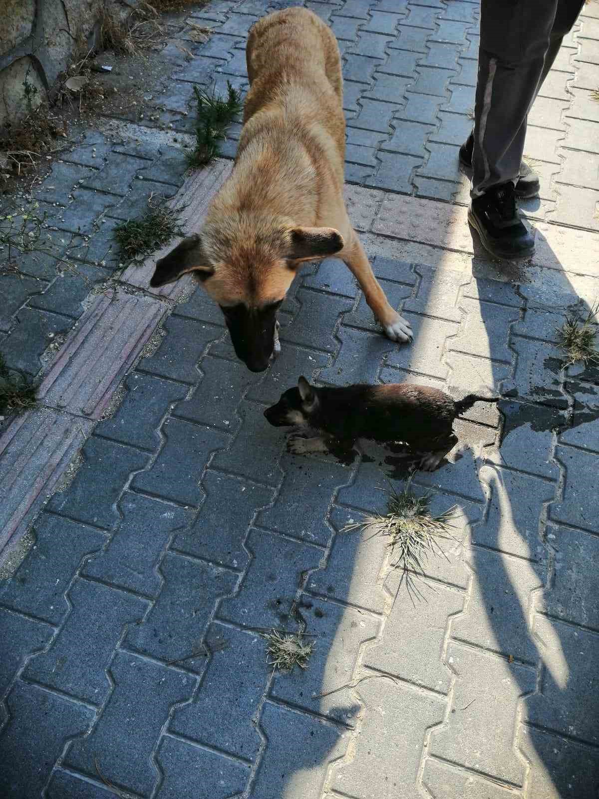 Rögara düşen köpeğe yine itfaiye yetişti 