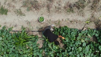 Hatay’ın Arsuz ilçesi Kurtbağı Mahallesi’nde, doğal yöntemlerle yetiştirilen salatalıkların hasadı