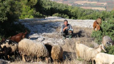 &nbsp; Hatay’da yarım asırdır çobanlık yapan Vehbi Gülen, hayvanlarını otlatırken