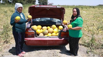Hatay’ın Antakya ilçesinde, 300 dönümlük kavun tarlasının bir kısmını hasat