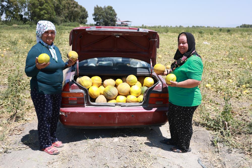 300 dönüm kavunu depremzedelere bağışladı