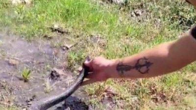 Hatay’da ‘Yılancı Kemal’ olarak bilinen Kemal Başer’in insanların yaşam alanında