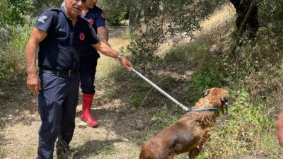 Hatay’ın Defne ilçesi Sinanlı Mahallesi’nde bir köpek, düştüğü havuzda mahsur