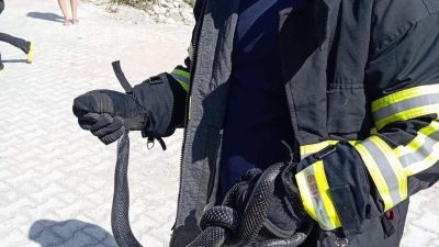 Hatay’ın Samandağ ilçesi Çiğdede Mahallesi’nde bir evde yılan paniği yaşandı.